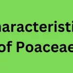 Characteristics of Poaceae