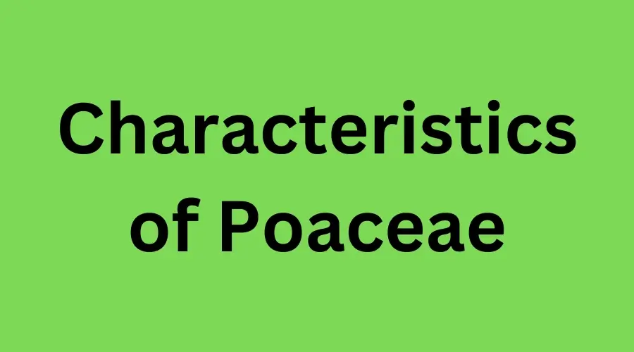 Characteristics of Poaceae
