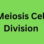 Meiosis Cell Division