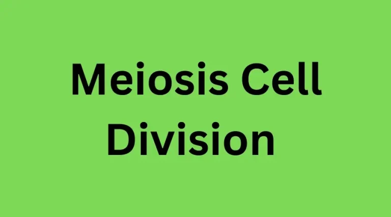 Meiosis Cell Division । মায়োসিস কোষ বিভাজন
