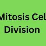 Mitosis Cell Division