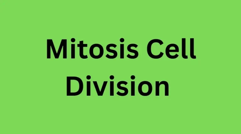 Mitosis Cell Division | মাইটোসিস কোষ বিভাজন- জীববিজ্ঞান প্রথম পত্র